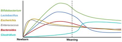 Effect of the Microbiome on Intestinal Innate Immune Development in Early Life and the Potential Strategy of Early Intervention